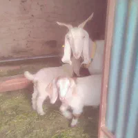بز سه قلو معاوضه فقط با ایژ