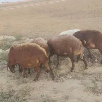 6عددگوسفندابس جفت 45000000|حیوانات مزرعه|آق قلا, |دیوار