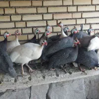 مرغ شاخدار