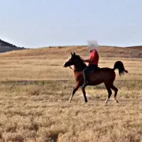 مادیان اصیل کورد کره دهی عالی