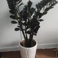 زامو فیلیای بلک|گل و گیاه طبیعی|سمنان, |دیوار