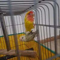 طوطی برزیلی