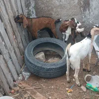 کهره جملی با3تا بچه