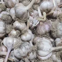 سیر|خوردنی و آشامیدنی|ارومیه, |دیوار