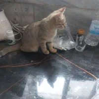 واگذاری بچه گربه سه ماهه|گربه|زنجان, |دیوار