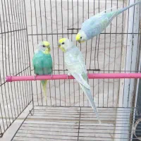 یک جفت مرغ عشق رینبو و یک عدد نر|پرنده|کارون, |دیوار