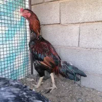 خروس لاری اصل|حیوانات مزرعه|سیرجان, |دیوار
