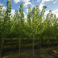 نهال صنوبر اصلاح‌شده