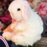 خرگوش لوپ تاجیکستانی صورتی