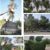 درخت بری هرسکاری