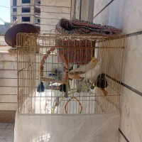 عروس هلندی