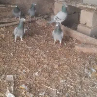 کوبوتر|پرنده|اردبیل, |دیوار