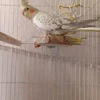 عروس هلندی ماده