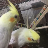 جوجه عروس هلندی