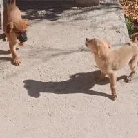 سگ فانتزی|سگ|نیاسر, |دیوار