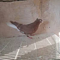 کفتر دمسفید  ماده