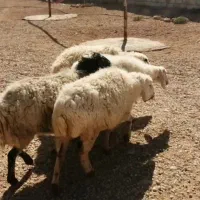 میش چاق