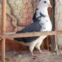 کبوتر ماده