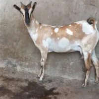 بز ارتشی