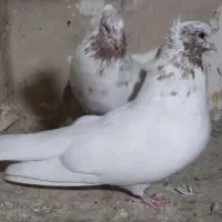 یک جفت ماه رو|پرنده|تهران, والفجر (افسریه)|دیوار