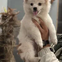 پامر ماده ۵ماهه ۸تومن|سگ|رشت, معلم|دیوار