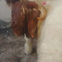 بره قوچ اصل بختیاری|حیوانات مزرعه|کوهرنگ, |دیوار