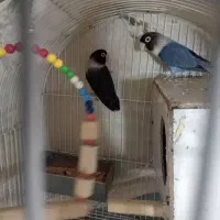 طوطی برزیلی|پرنده|تهران, گلاب دره|دیوار