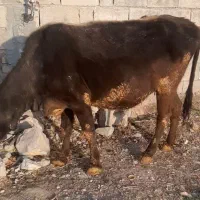 ۸ عدد گاو درجه یک یک مخصوص داشتی همشون ابستن هستن|حیوانات مزرعه|ثلاث باباجانی, |دیوار