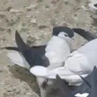 دوبحر مشکی سینه دم پاک