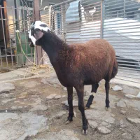 بره قوچ افشار پلنگی، میش ، گوسفند،بز|حیوانات مزرعه|ماهیدشت, |دیوار