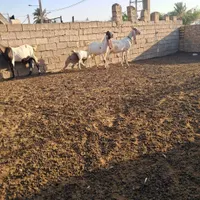 چهار عدد بز افغانی درجه یک|حیوانات مزرعه|اهواز, کمپلو شمالی|دیوار