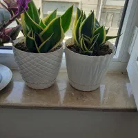 گل های شاداب|گل و گیاه طبیعی|ابهر, |دیوار