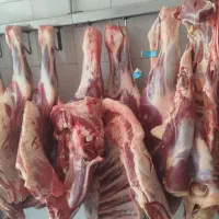 گوشت