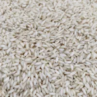 برنج طارم هاشمی و صدری|خوردنی و آشامیدنی|بروجرد, |دیوار