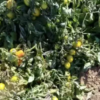 گوجه دورنگ و سبز