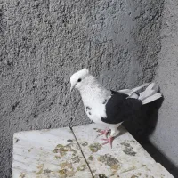 ماده|پرنده|قم, بلوار امین و ساحلی|دیوار