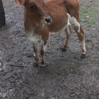 لیشه یکساله بفروش میرسد|حیوانات مزرعه|سنگر, |دیوار