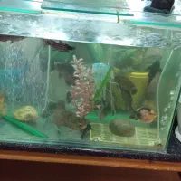 آکواریوم ماهی