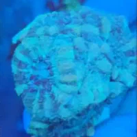 فرشته خجالتی ABSHOR آبشور|ماهی|تهران, جوادیه تهرانپارس|دیوار