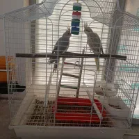 یک جفت عروس هلندی سالم به شرط باقفس