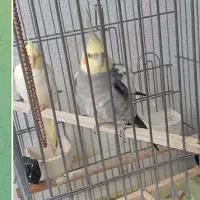 یه جفت عروس هلندی نروماده همراه باقفس درتهران
