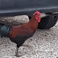 فروش خروس