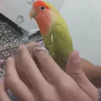 کوتوله|پرنده|طبس, |دیوار