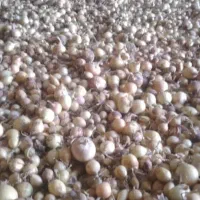 نشاء و غده پیاز|خدمات باغبانی و درختکاری|منوجان, |دیوار