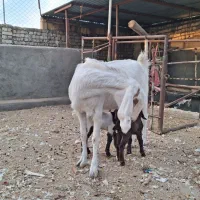 فروشی|حیوانات مزرعه|کویرات, |دیوار