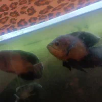 ماهی اسکار ۴عدد