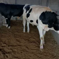 دو راس گوساله سیمینتال|حیوانات مزرعه|کازرون, |دیوار