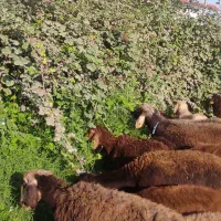 گوسفند بره نر و ماده 20 الی 40 کیلو پرواری افشار|حیوانات مزرعه|قائمشهر, |دیوار