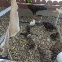 فروش چند عدد نیمچه و جوجه گلپایگانی|حیوانات مزرعه|میناب, |دیوار