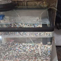 آکواریوم اکواریوم